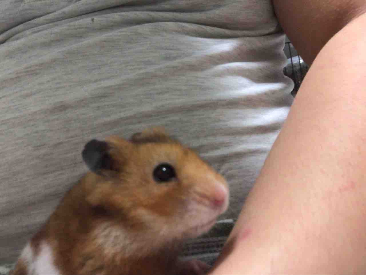 ハムスター ぽんずといきもの