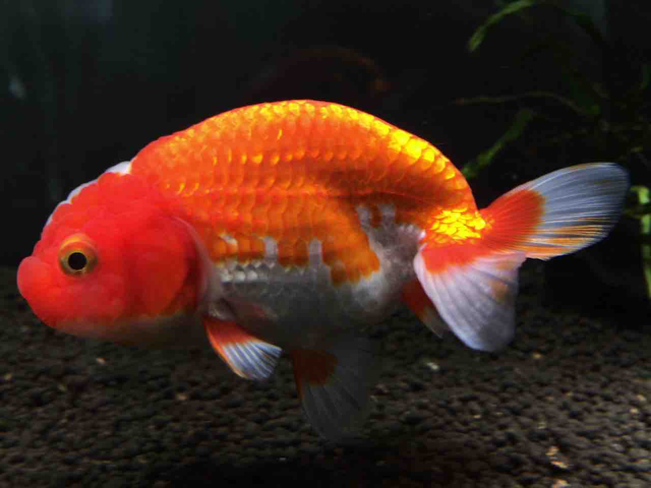 金魚の王様 ぽんずといきもの 金魚の王様 ぽんずといきもの