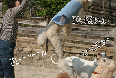 はじめまして でこぼこ兄弟です 後編 Wanだふるらいふ はじめまして でこぼこ兄弟です 後編 Wanだふるらいふ