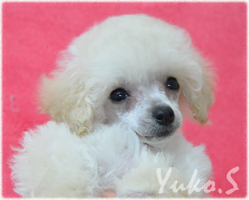 トイプードル ホワイト 女の子3頭 トイプードル ブリーダー パピーズ ブログ トイプードル ホワイト 女の子3頭 トイプードル ブリーダー パピーズ ブログ