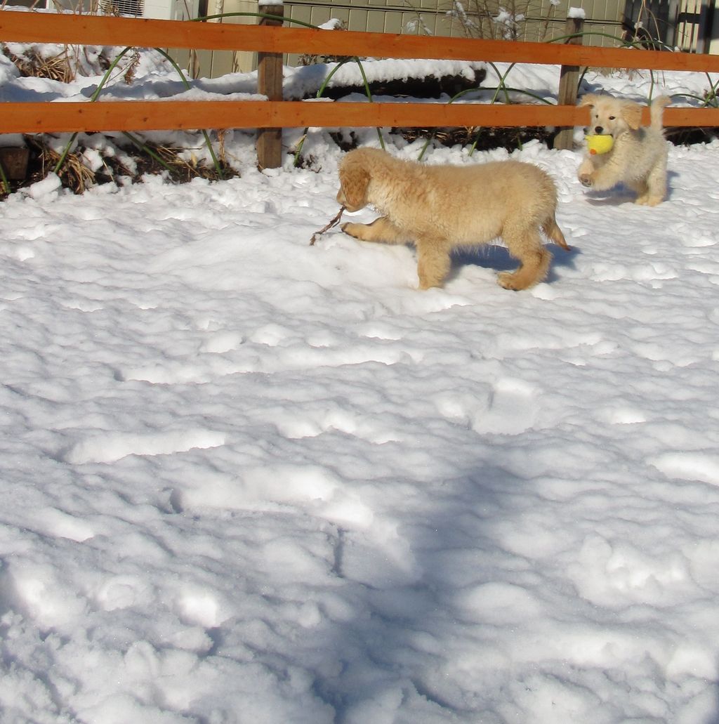 ゴールデンレトリバー子犬 ドッグランで雪遊び 専門犬舎より4頭をスナップで紹介 トイプードル子犬紹介と日々のブロク ゴールデンレトリバー子犬 ドッグランで雪遊び 専門犬舎より4頭をスナップで紹介 トイプードル子犬紹介と日々のブロク