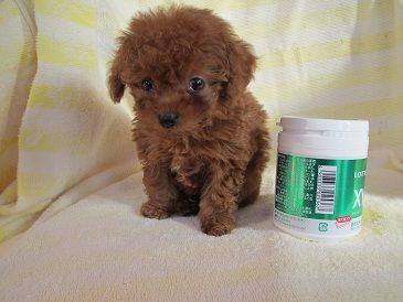 小さいトイプードル子犬案内 東京近郊さいたま市より トイプードル子犬紹介と日々のブロク 小さいトイプードル子犬案内 東京近郊さいたま市より トイプードル子犬紹介と日々のブロク