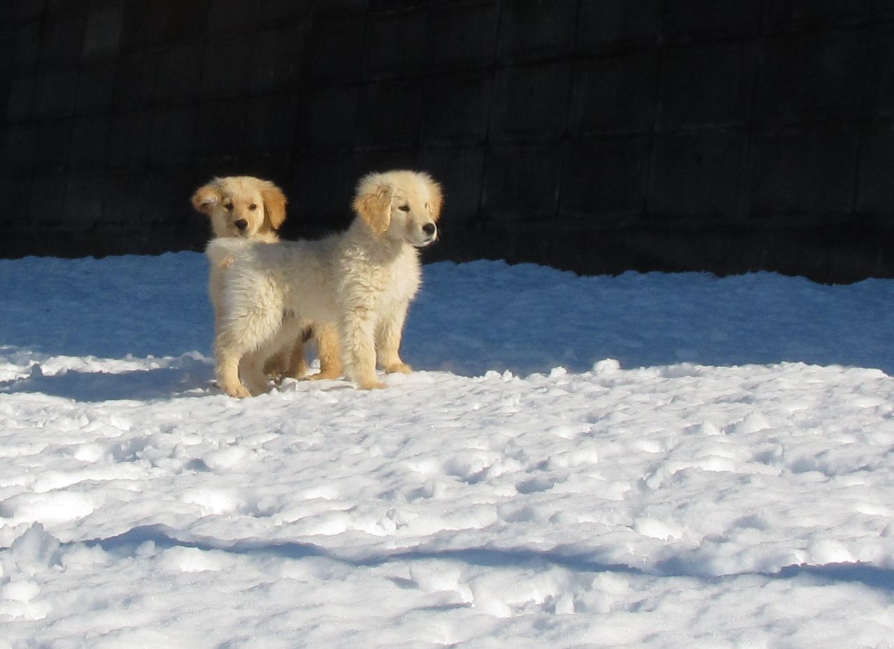 ゴールデンレトリバー子犬 ドッグランで雪遊び 専門犬舎より4頭をスナップで紹介 トイプードル子犬紹介と日々のブロク ゴールデンレトリバー子犬 ドッグランで雪遊び 専門犬舎より4頭をスナップで紹介 トイプードル子犬紹介と日々のブロク