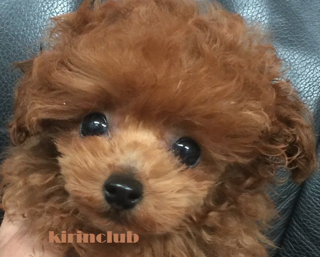 生後９９日目のももたん トイプードル専門ブリーダー キリンクラブ