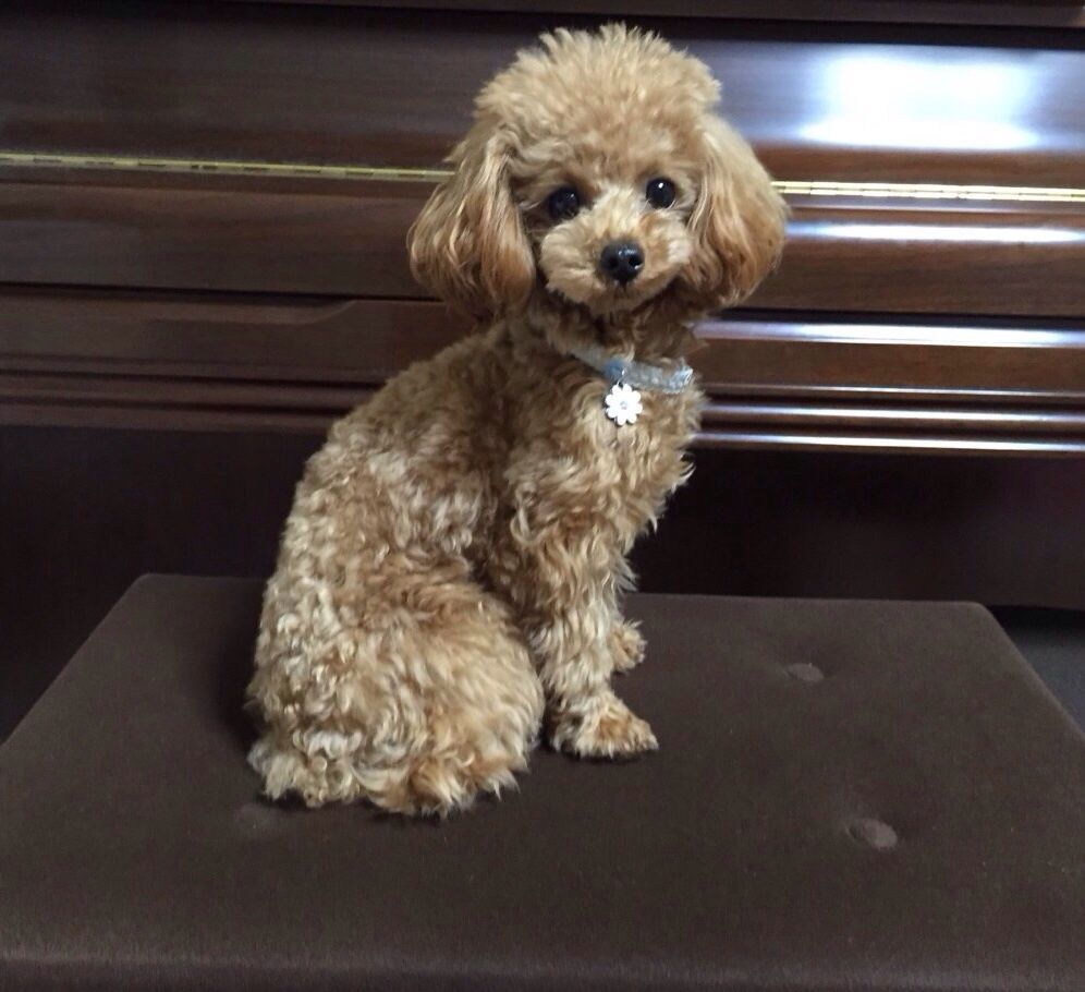 15年04月 トイプードル専門ブリーダー キリンクラブ