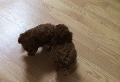 やりたい放題の仔犬達 トイプードル専門ブリーダー キリンクラブ