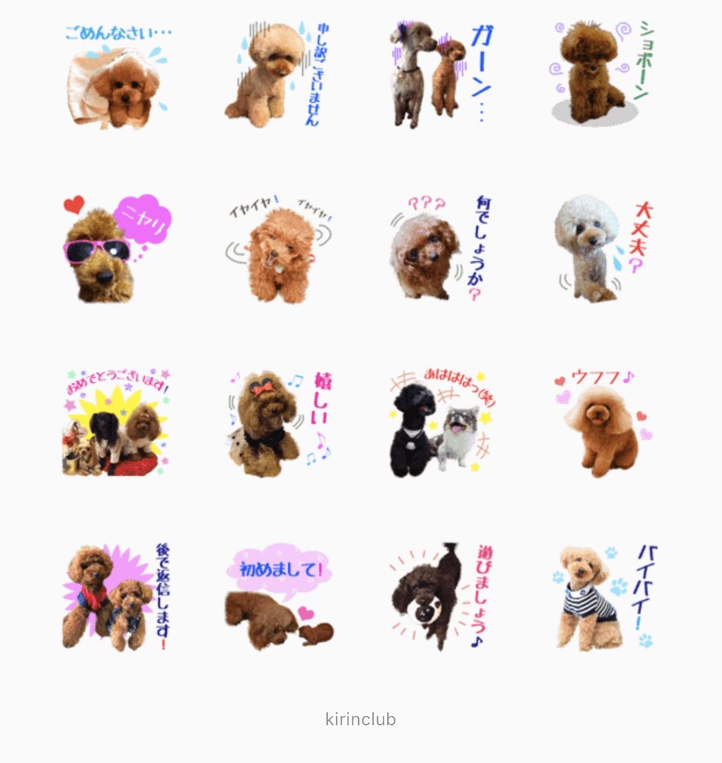 クラブのラインスタンプ販売 プードルの気持ち トイプードル専門ブリーダー キリンクラブ