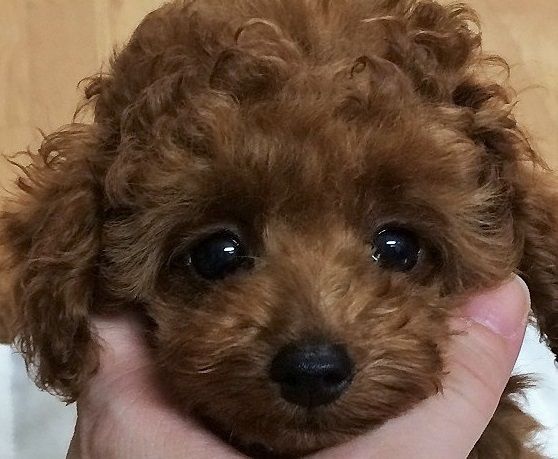 生後日目のケイです トイプードル専門ブリーダー キリンクラブ