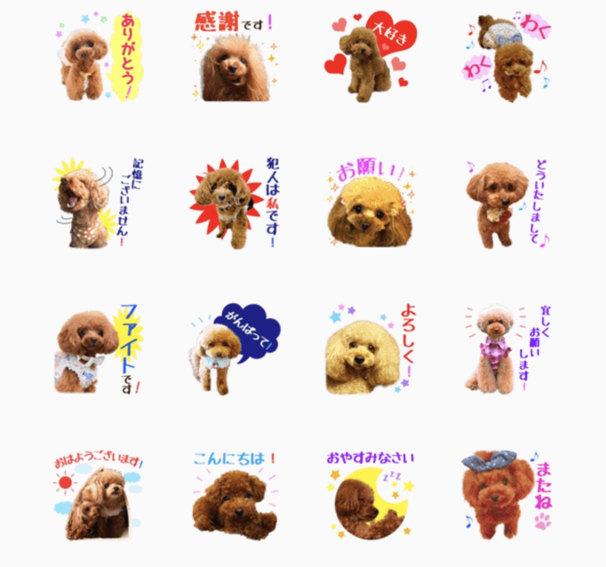 クラブのラインスタンプ販売 プードルの気持ち トイプードル専門ブリーダー キリンクラブ