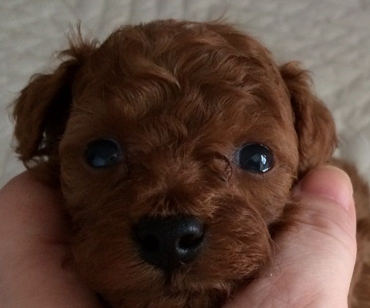 日記 トイプードル専門ブリーダー キリンクラブ