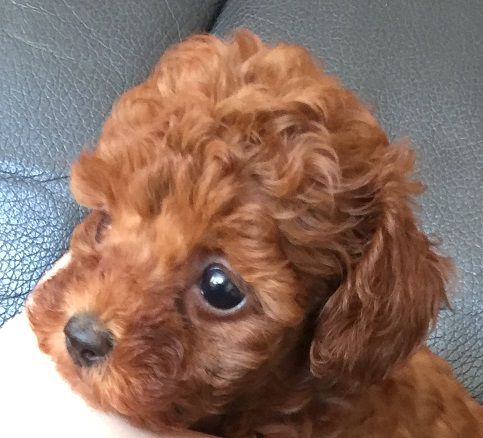 16年08月 トイプードル専門ブリーダー キリンクラブ