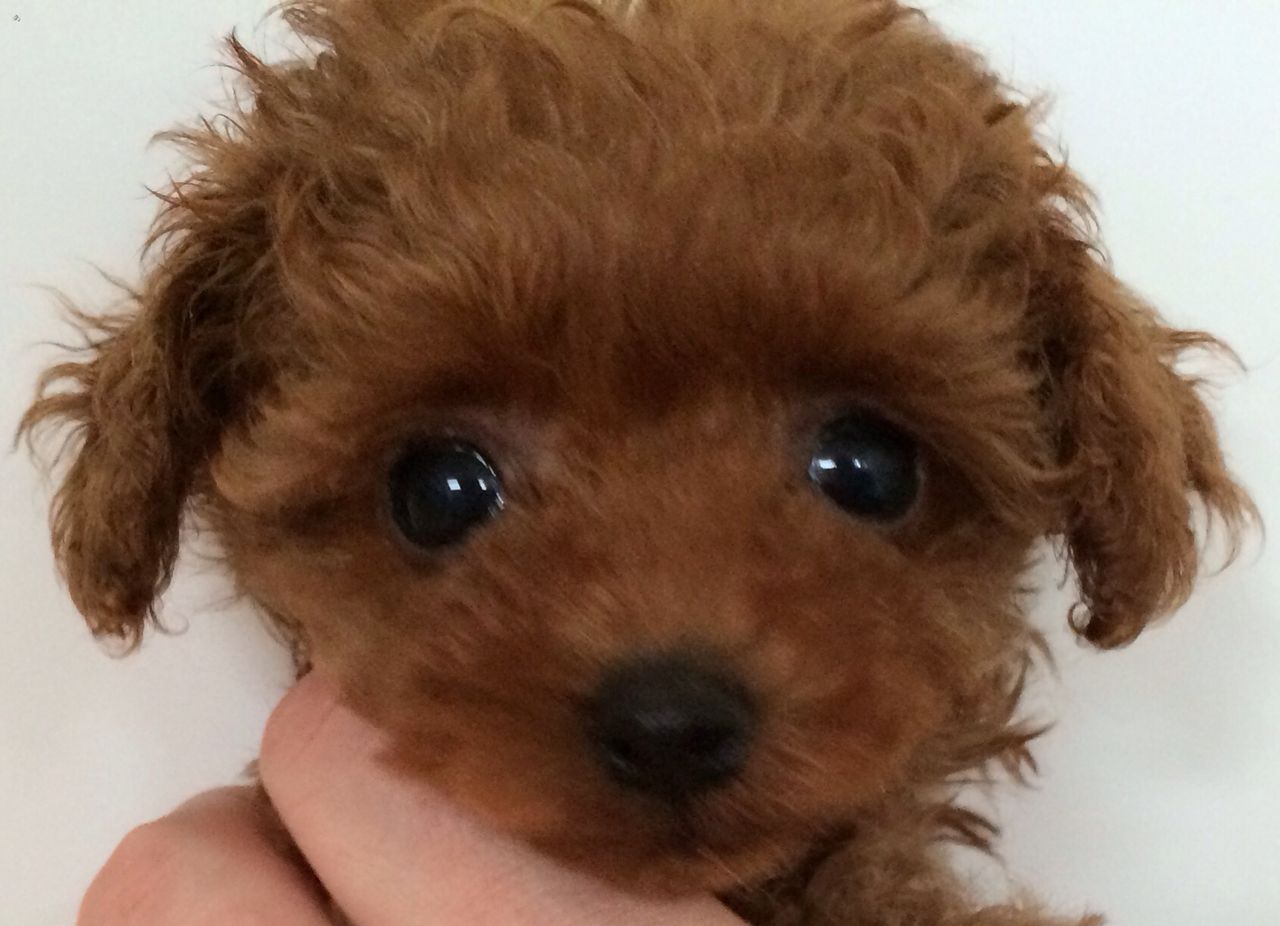 15年02月23日 トイプードル専門ブリーダー キリンクラブ