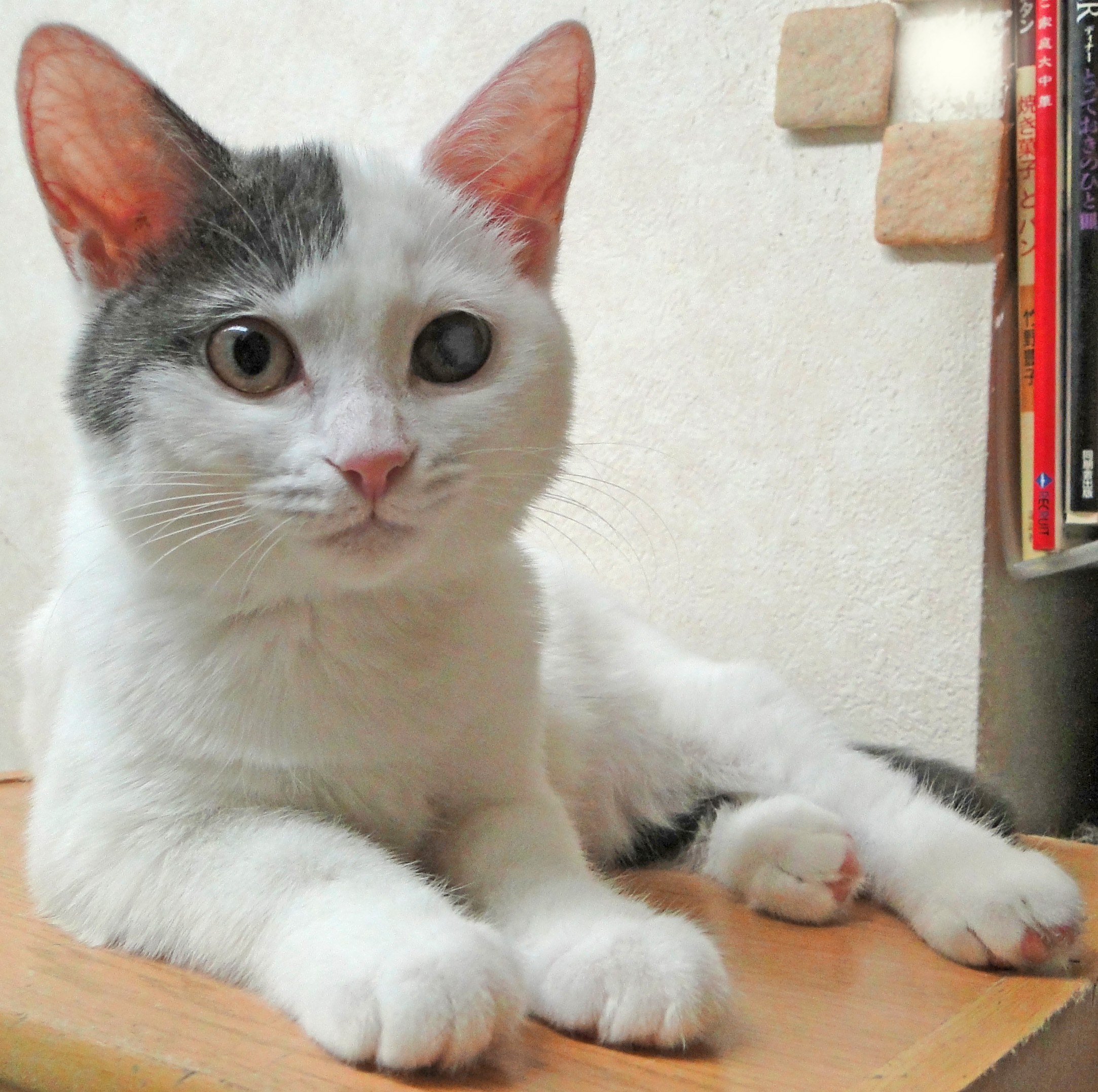 楽園 猫 野良ちゃん保護 楽園 猫 野良ちゃん保護