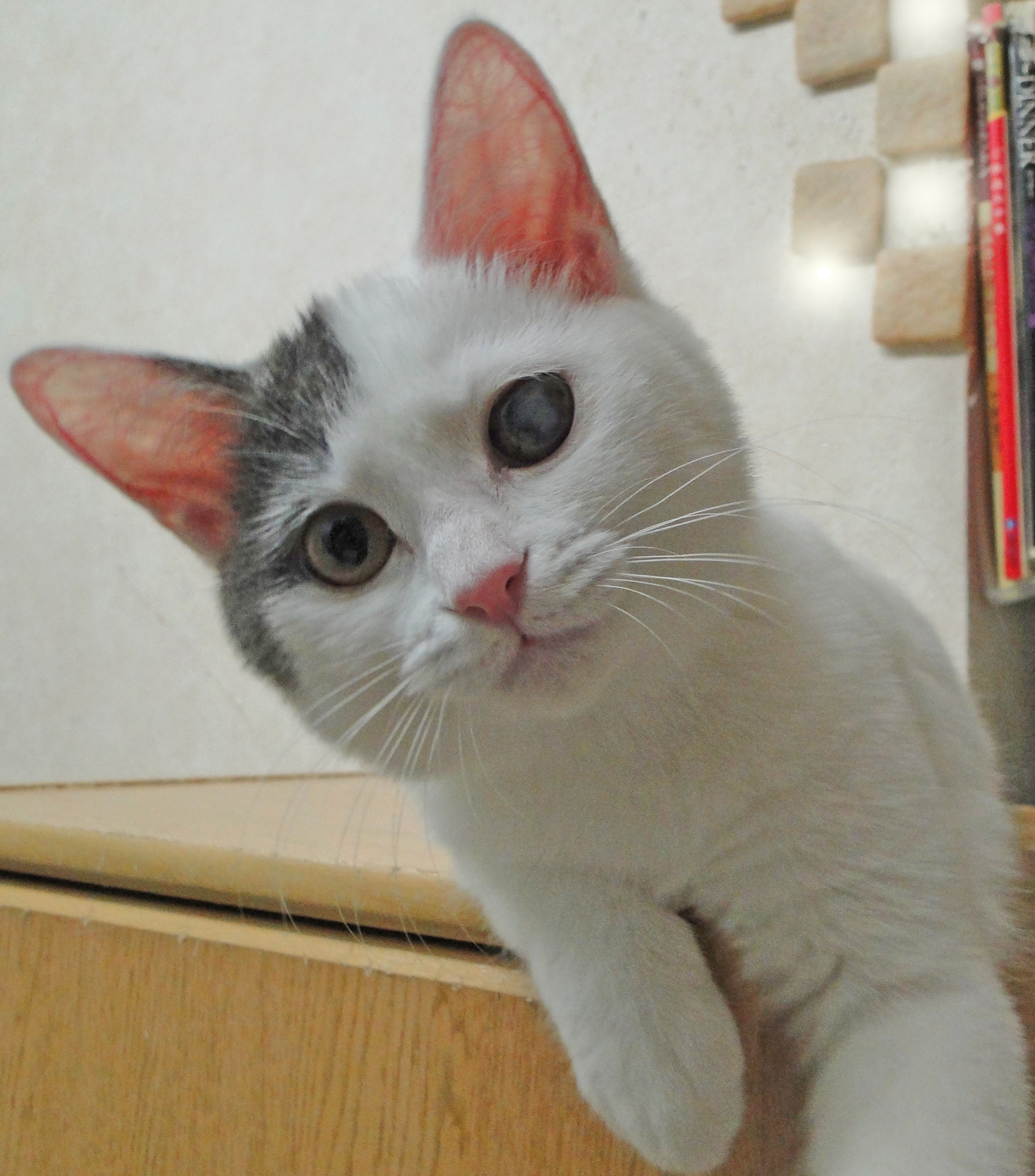 楽園 猫 野良ちゃん保護 楽園 猫 野良ちゃん保護