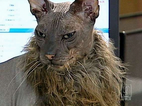 画像 世界一怖い顔の猫 ゴシップ速報 ﾟ ﾟ
