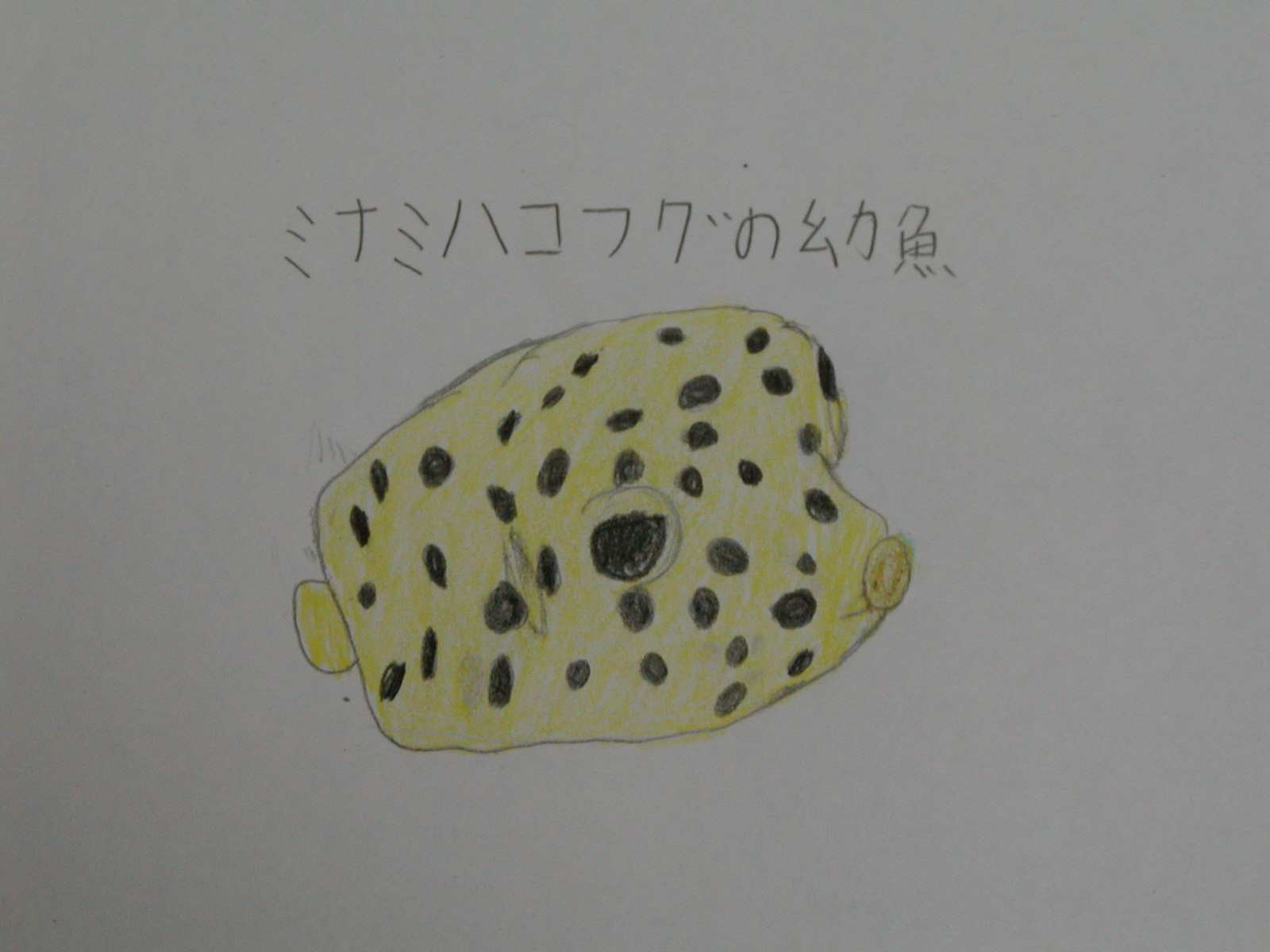 ミナミハコフグ ぷぅぷぅなおき