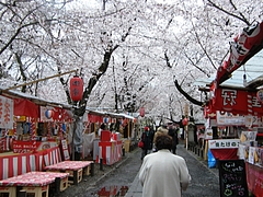 京都　桜