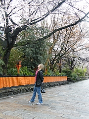 京都　桜