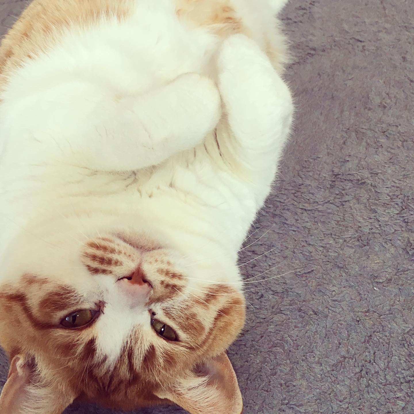 ぽことらっこ La Vie En Rose