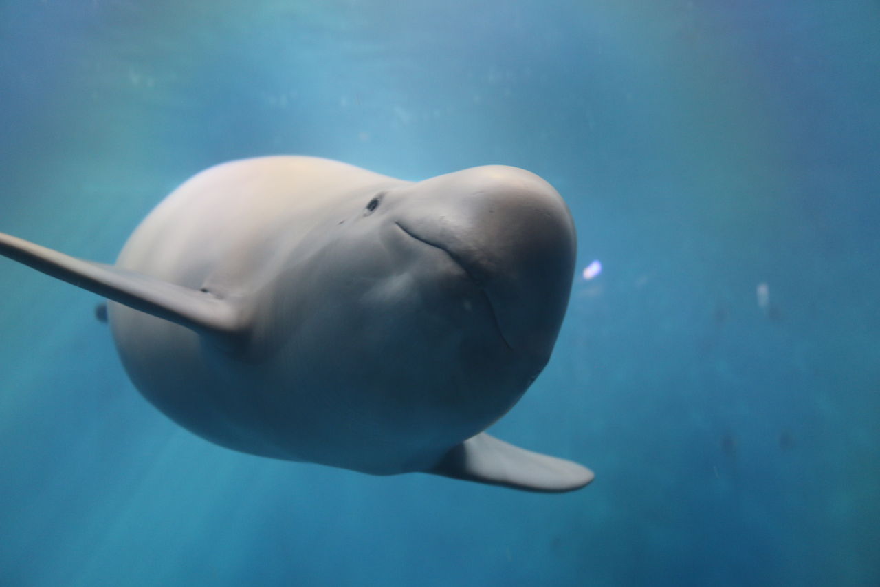 鳥羽水族館 Sweet Love Of Jazz
