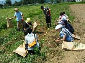 120728じゃが芋掘り