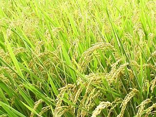 福島・中通りの早場米、出荷可能に