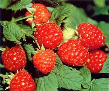 収穫！大収穫！！