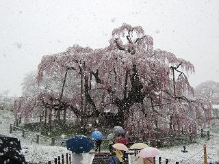 100422滝桜と雪