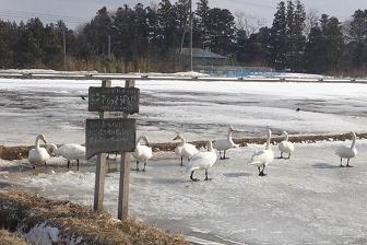 130223白鳥の田んぼ