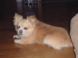 愛犬「げんき」に会って来た