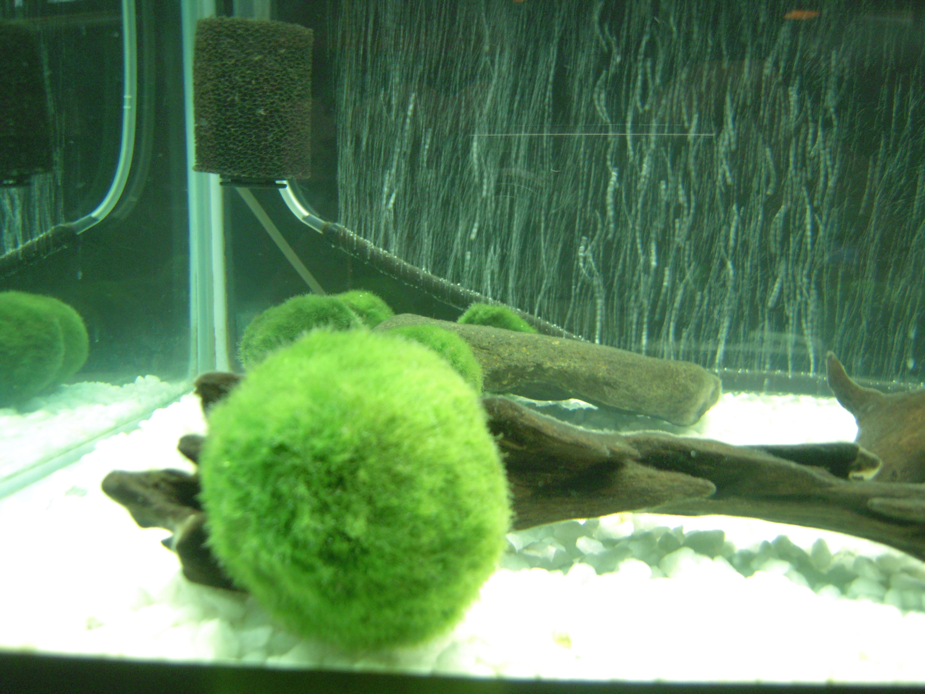 マリモの湖から知床へ みどりの緑陰日記