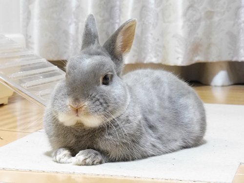 うさぎ あくびの瞬間 Blumen Meer