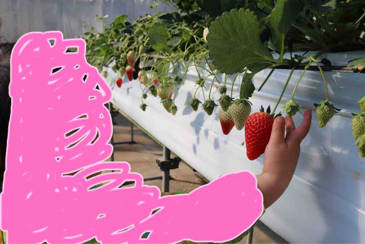 東京子連れお出かけ日記 子連れでいちご狩り 白久農園 房総 富津