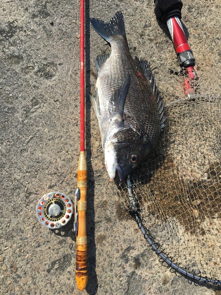 目印黒鯛落とし込み 6月3日南港釣行 ヘラ竿改の落とし込み竿で釣果は出せたのか Popolomoroのblog