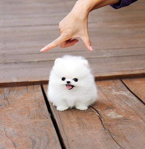 癒される犬の画像貼ってこう さとる速報 おーぷん 癒される犬の画像貼ってこう さとる速報 おーぷん