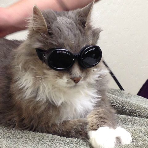 猫 癒されるネコ画像貼ってこう さとる速報 おーぷん 猫 癒されるネコ画像貼ってこう さとる速報 おーぷん