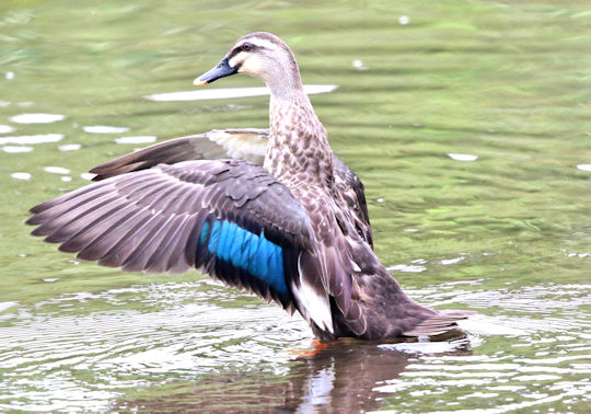 カルガモの青い羽根に 野鳥の観察を都内で