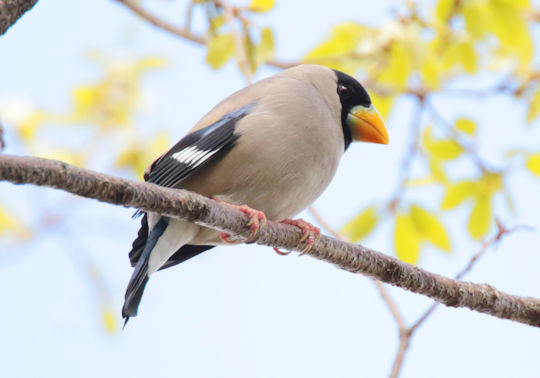 野鳥の観察を都内で : イカルの鳴き声が