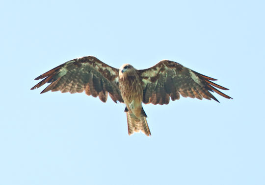 上空にトビの若鳥が 野鳥の観察を都内で 上空にトビの若鳥が 野鳥の観察を都内で