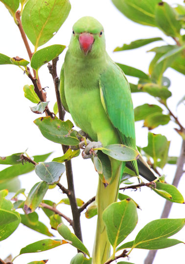 半額50 割引 ワカケホンセイインコネックレス Ipmoment Com