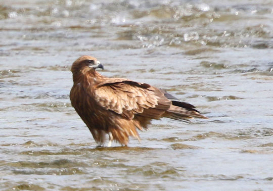 野鳥の観察を都内で : トビが川の中に