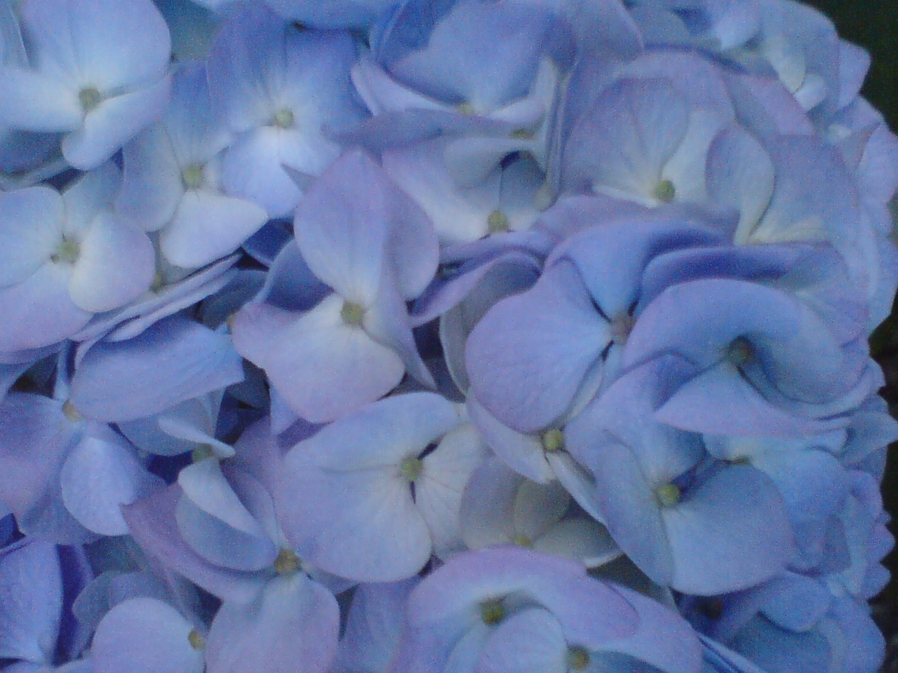 月とひなげし 08年06月 Livedoor Blog ブログ