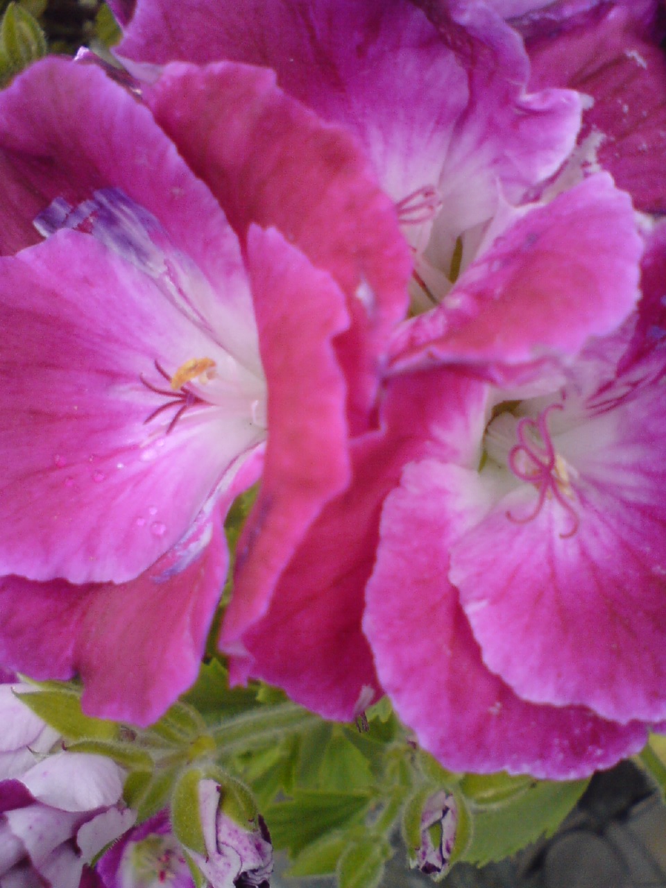 雨に濡れる花 月とひなげし