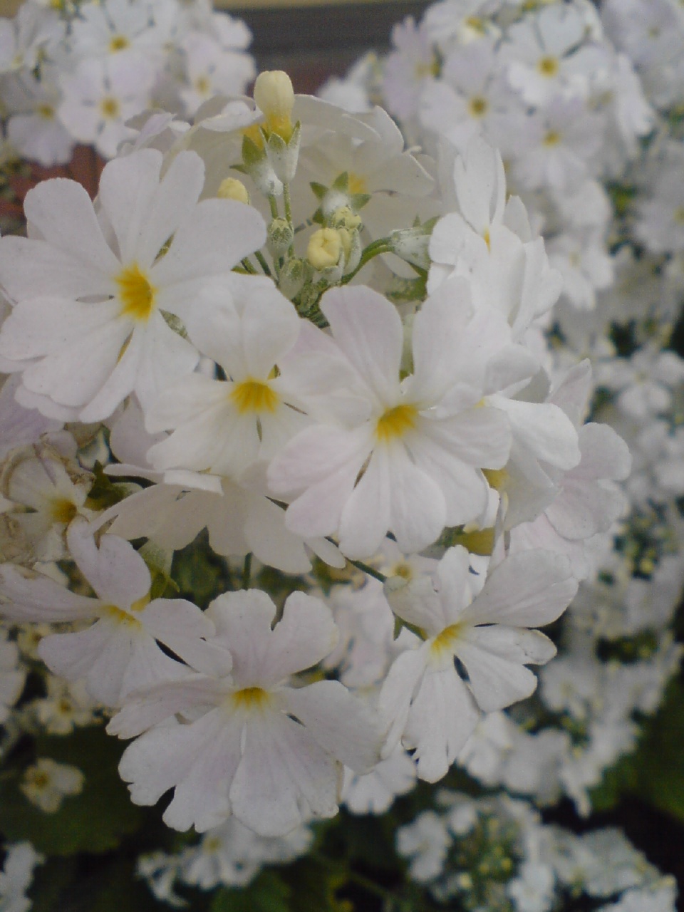 白い花 月とひなげし