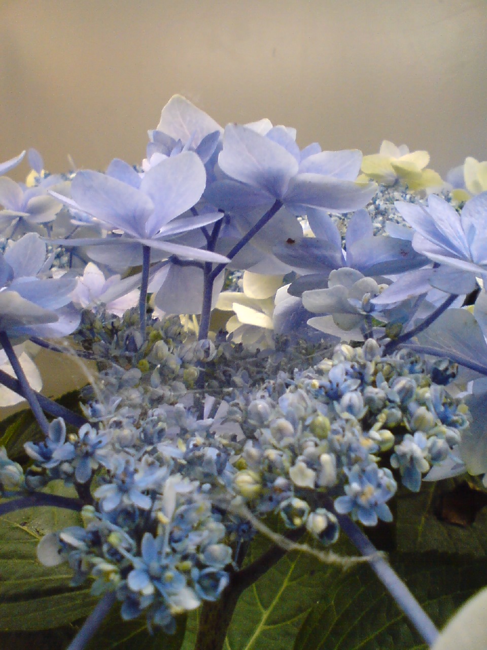 月とひなげし 08年06月 Livedoor Blog ブログ