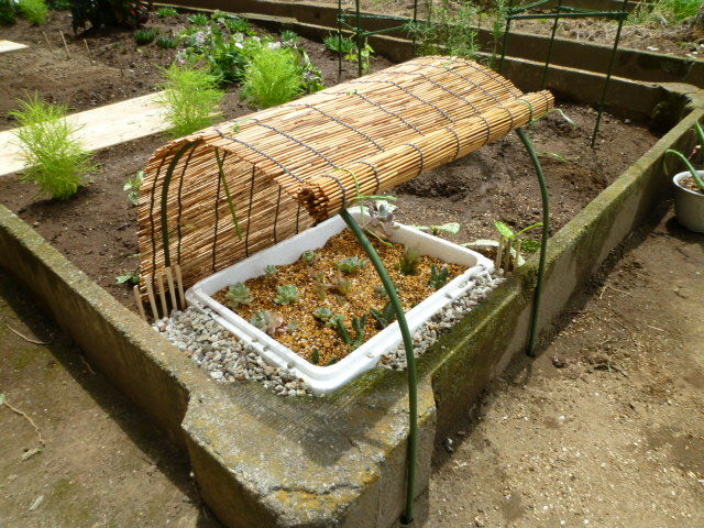 バリー ショップ おんどり 花壇 の 日除け 帰する 導入する ギャングスター