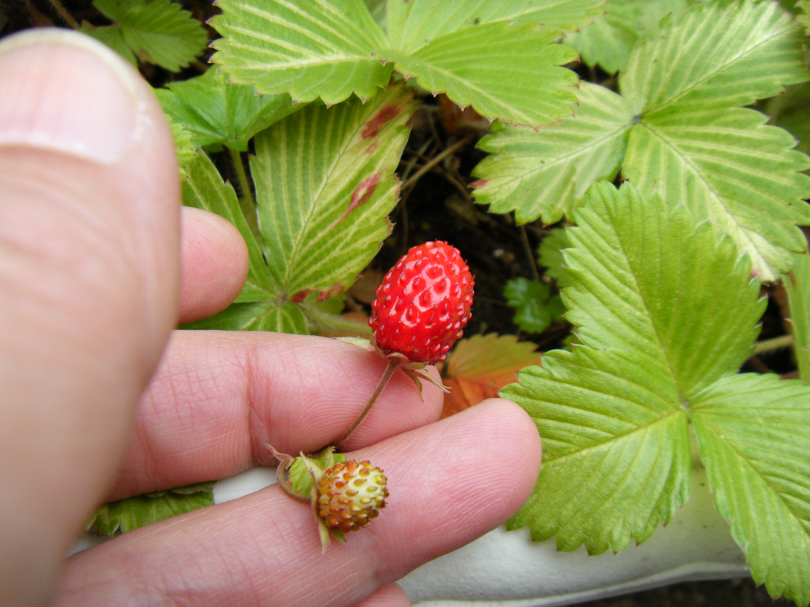 花壇 5 17 ポプリの気ままな日々 花壇 5 17 ポプリの気ままな日々