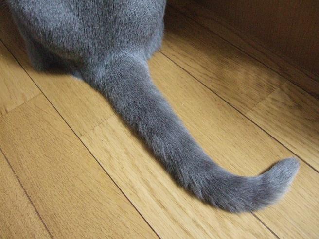自由自在のしっぽ シャルトリュー ポプリblog