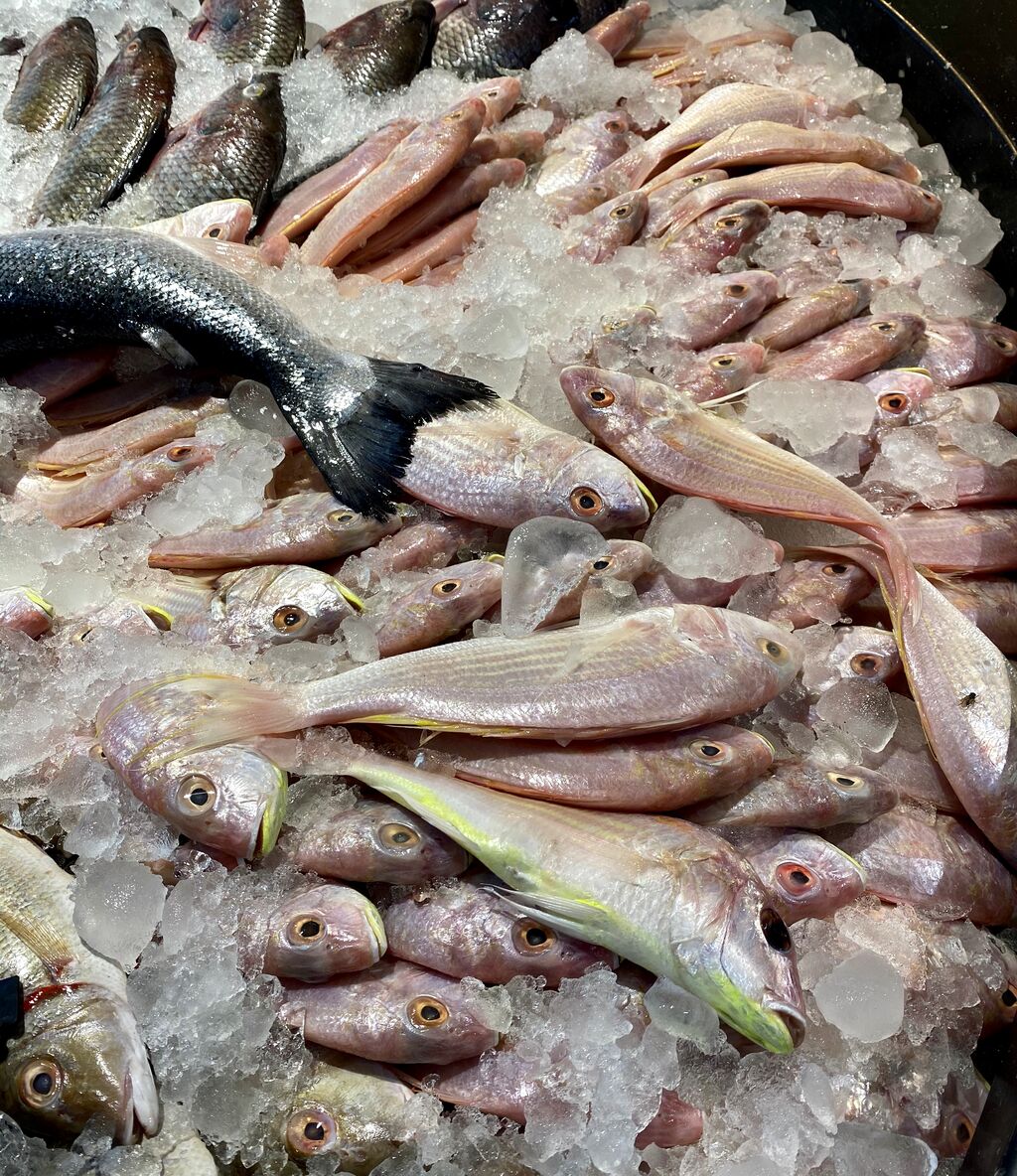 ドバイの魚を食べたい カマトンblog ドバイの魚を食べたい カマトンblog