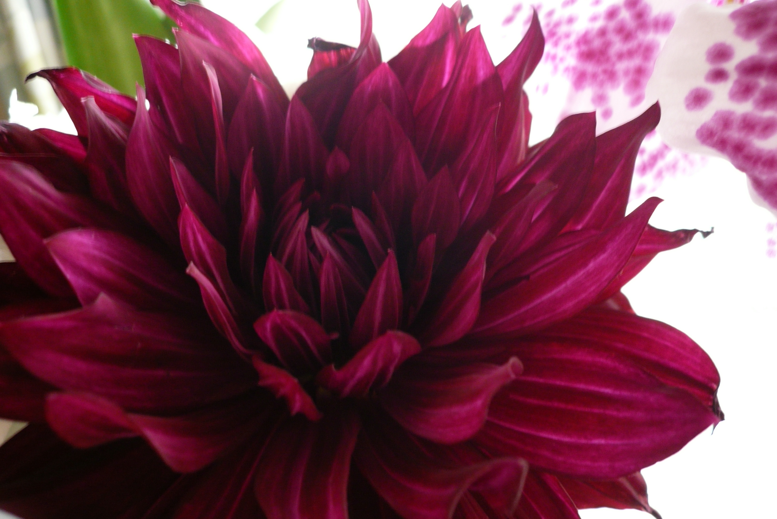 美しい花たち Happy Lucky